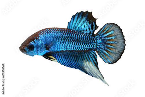 Blue wild betta fish or splendens fighting fish in thailand on transparent background.