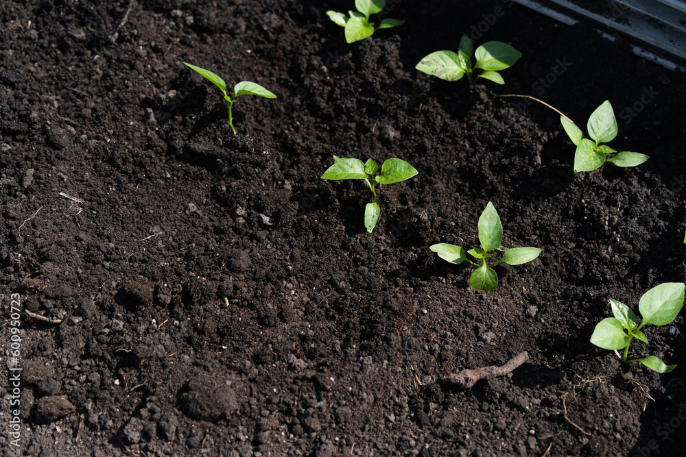 close-up plant pepper seedlings in the ground close-up plant pepper seedlings in the ground