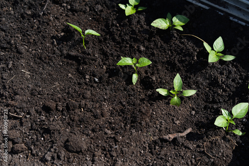 close-up plant pepper seedlings in the ground
