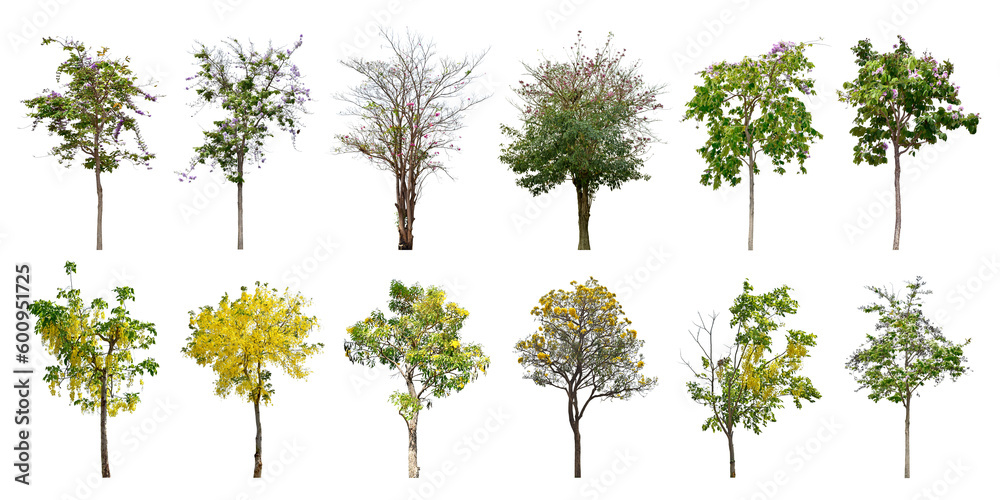 Collection Trees and bonsai green leaves. total 12 trees. (png) The Ratchaphruek tree is blooming bright yellow and purple (violet). Collection Trees and bonsai green leaves. total 12 trees. (png) The Ratchaphruek tree is blooming bright yellow and purple (violet).
