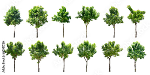 Collection Trees and bonsai green leaves and light yellow. total 12 trees. (png)