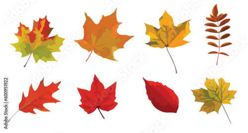 autumn leaves collection 