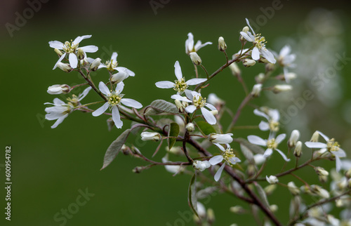 Close up texture background of serviceberry tree (amelanchier arborea) branches with newly opening flower buds and leaves in spring