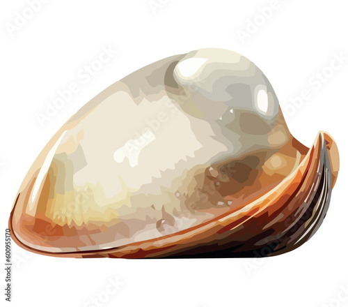 Sea life mollusks crustaceans