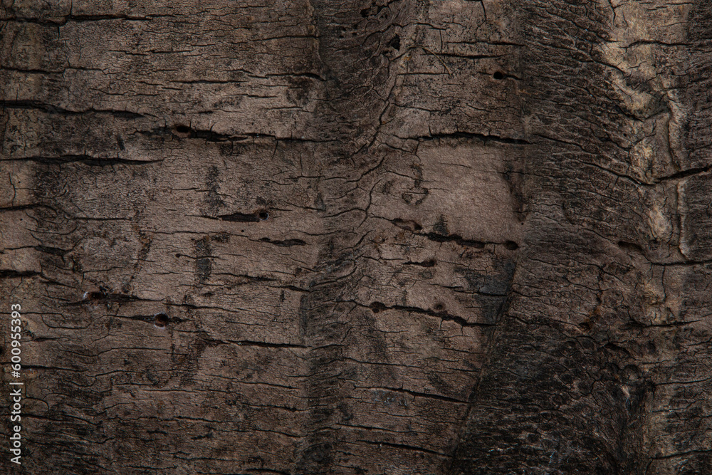 bark of a tree bark of a tree