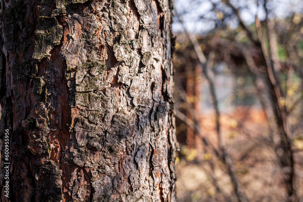 Obraz premium A close-up photo of a tree trunk. There is a forest in the background, and free space for text. The bark of the trunk is infected with pests. Bark destroyed by the weather. 