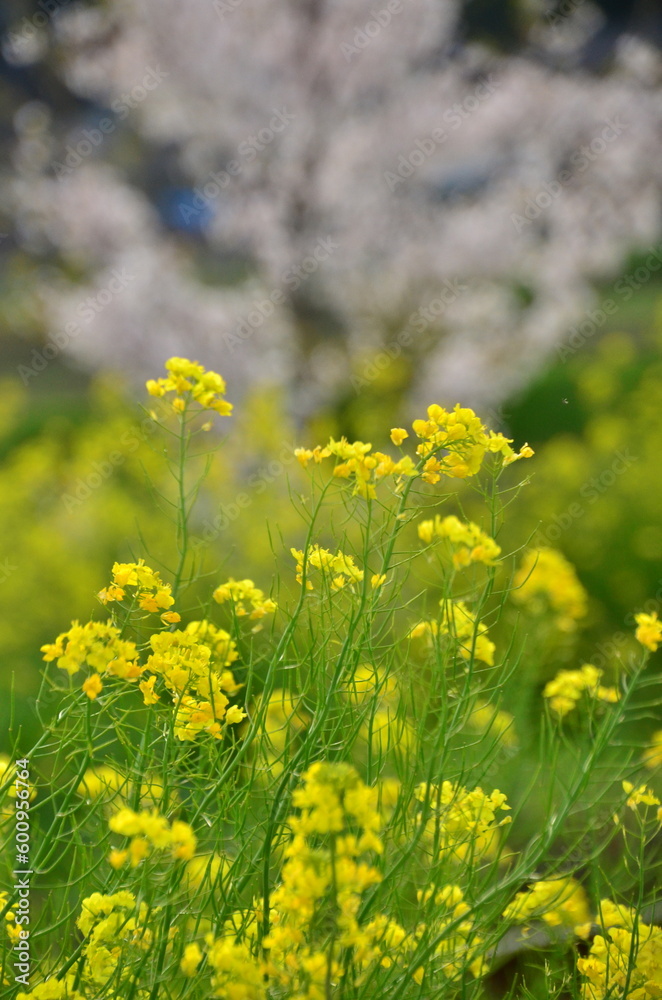 桜の木の前に咲く菜の花