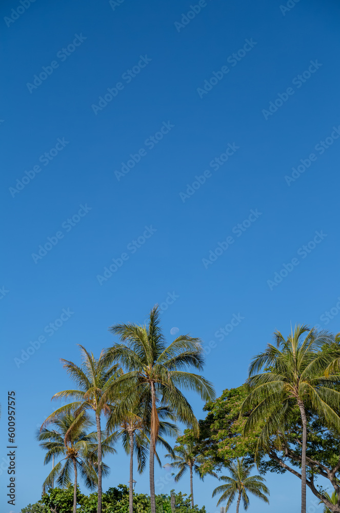 Tropical Coconut Palm Tree Grove Under Turquoise Blue Sky in Hawaii.