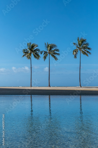 Three Palm Trees Growing on a Sandy Beach in Hawaii.