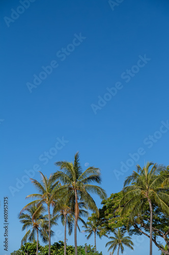 Tropical Coconut Palm Tree Grove Under Turquoise Blue Sky in Hawaii.