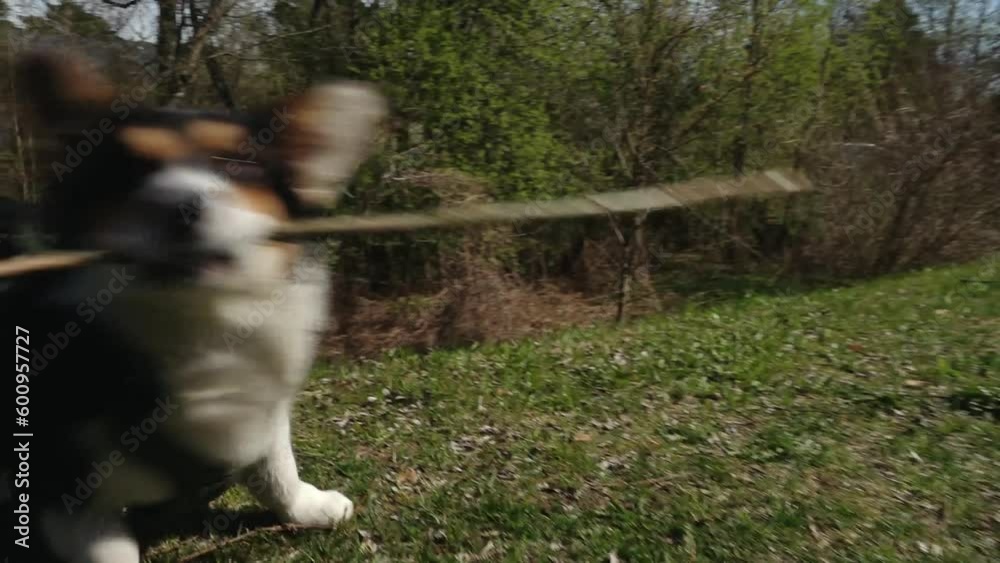 Dog walking in the park. A pet dog on a leash. A corgi strolled across the grass Dog walking in the park. A pet dog on a leash. A corgi strolled across the grass