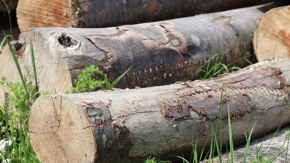 Lumberjack moving tree trunk to the pile of logs in the lumber yard. The lumber industry in Europe. Lumberjack moving tree trunk to the pile of logs in the lumber yard. The lumber industry in Europe.