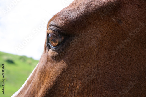 horse eye close up in profile looking at green grass in a landscape