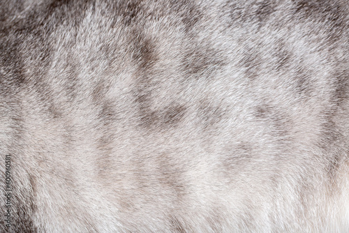 Fur of a spotted gray cat close-up. Background of gray animal fur, pile texture.