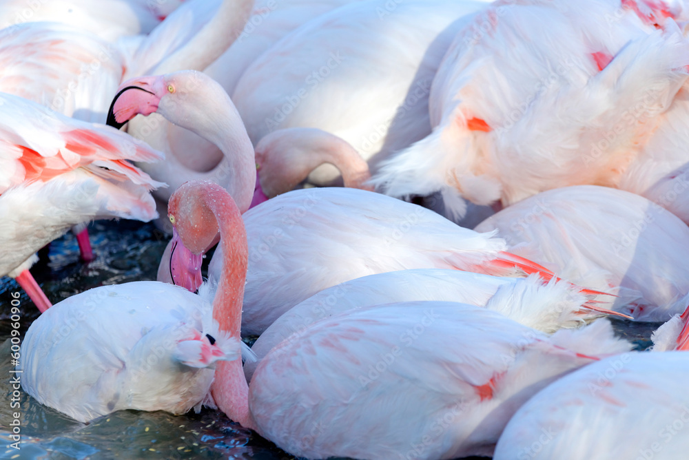 Fototapeta premium Groupe de flamants roses 