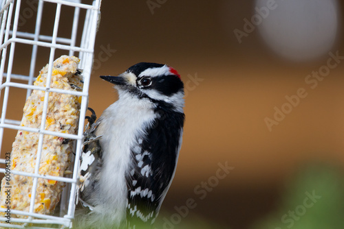 Foto Cute Downy woodpecker is pecking suet from the feeder in spring.