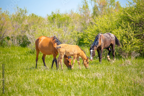 Horse and newborn foal on the background of mountains, a herd of horses graze in a meadow in summer and spring, the concept of cattle breeding, with place for text.