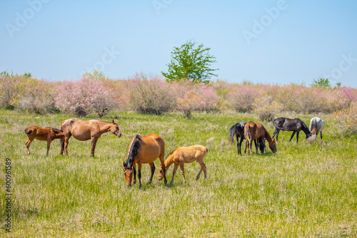 Horse and newborn foal on the background of mountains  a herd of horses graze in a meadow in summer and spring  the concept of cattle breeding  with place for text.