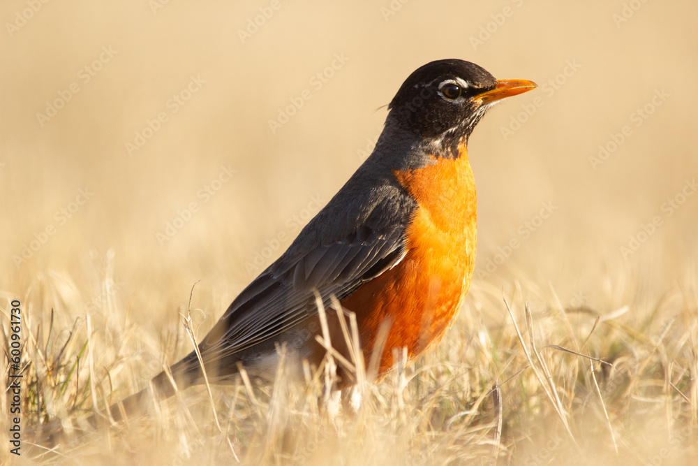 American robin with orange chest is standing in dry grass. American robin with orange chest is standing in dry grass.