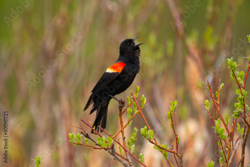 Red-winged blackbird is perched on the willow branch and singing in spring.