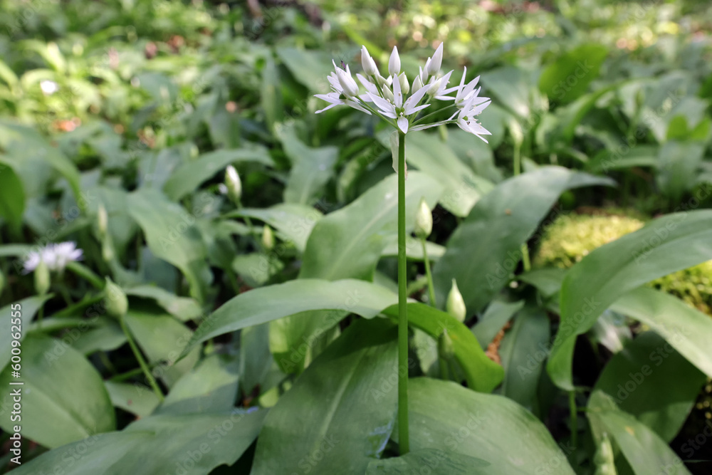 Obraz premium flowering wild garlic