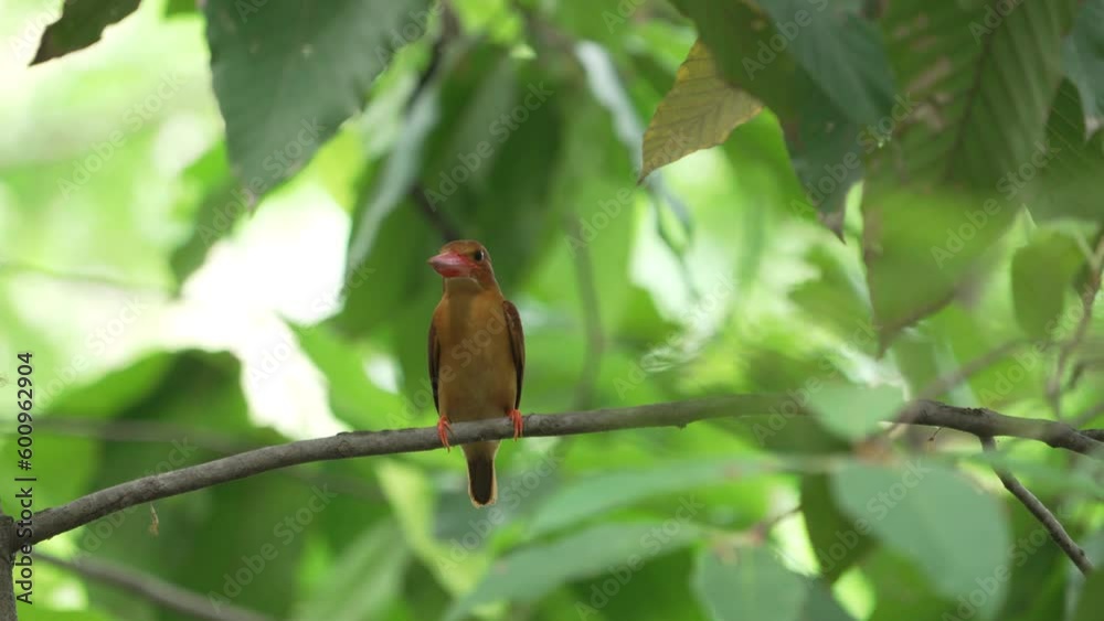 Migratory Bird Ruddy Kingfisher Perch on Branch, Green Leaves Background Migratory Bird Ruddy Kingfisher Perch on Branch, Green Leaves Background