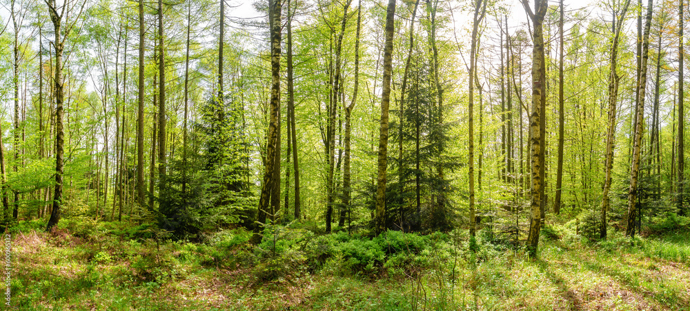 Fototapeta premium Panoramic with magical enchanted fairytale forest with fern, moss, lichen and sandstone rocks at the hiking trail in the national park Saxon Switzerland, Bad Schandau, Saxony, Germany.