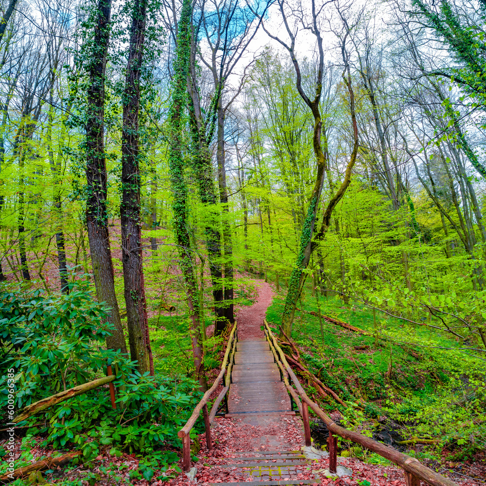 Obraz premium Cover page with a wooden footbridge and woodland ttail in magical Spring deciduous and pine forest, Germany, at warm sunset evening