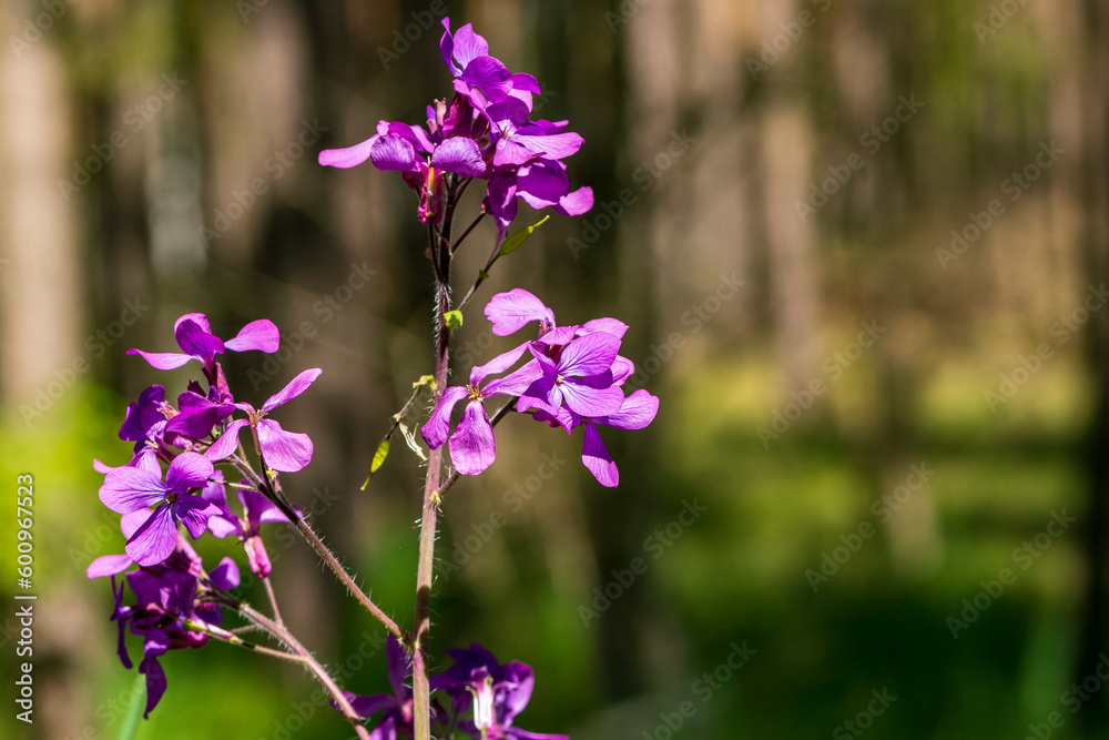 Obraz premium Wunderschön blühende Blüten einer Pflanze am Straßenrand