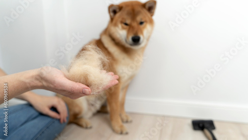 Obraz na plátně combing the dog during the molting of the coat