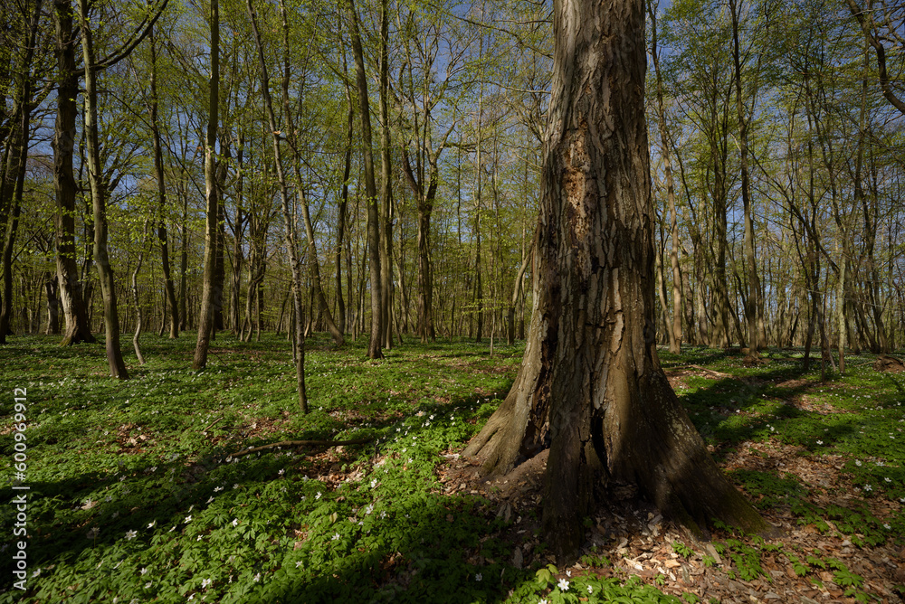 SEASONS IN THE PARK - Trees in spring flowers in sunlight SEASONS IN THE PARK - Trees in spring flowers in sunlight