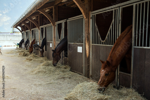 Stable with its horses eating hay in an equestrian center