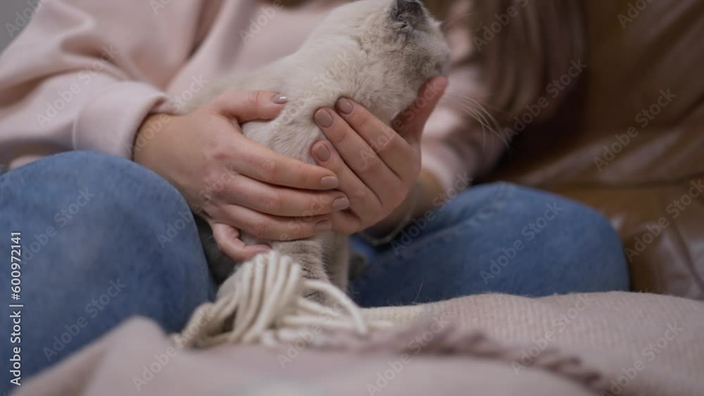 Female hands caressing cat as pet trying to escape in slow motion. Unrecognizable Caucasian young woman stroking adorable domestic animal indoors Female hands caressing cat as pet trying to escape in slow motion. Unrecognizable Caucasian young woman stroking adorable domestic animal indoors