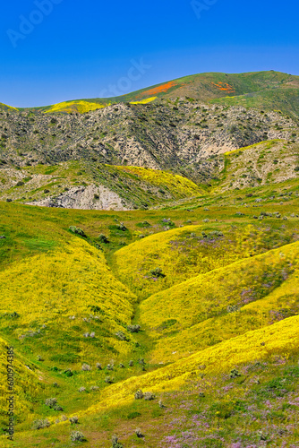 Exploring the super bloom and farm ruins in Carrizo Plain in California