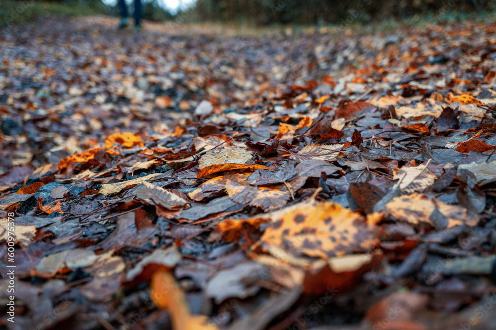 tappeto di foglie marce in autunno