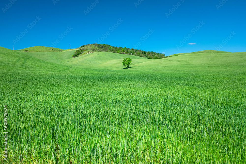 Panorama con campo di grano verde, freschezza 