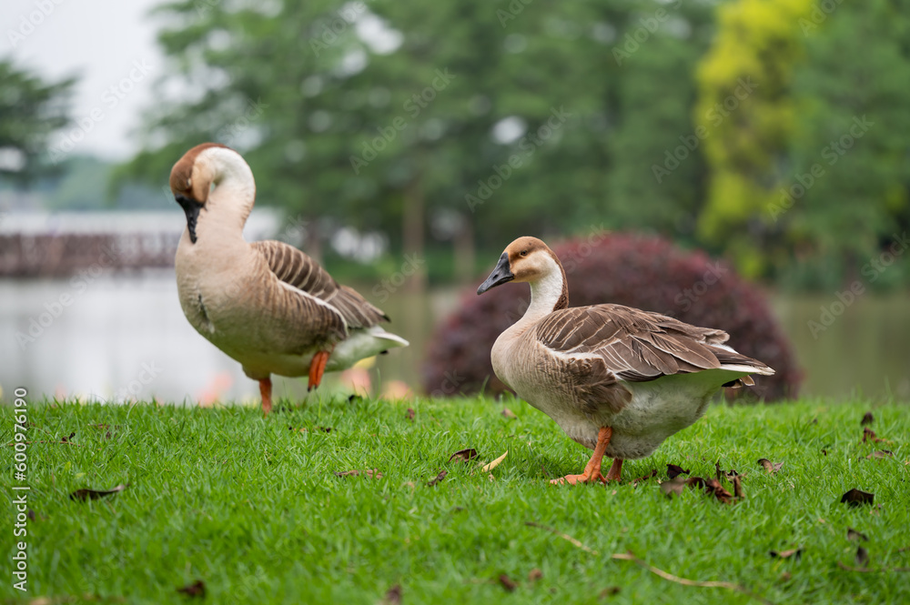 two geese on the grass two geese on the grass