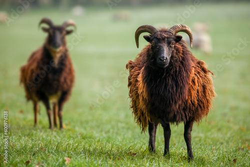 Hebridean sheep staring at the camera looking beautiful photo