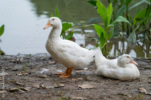 two ducks by the pond