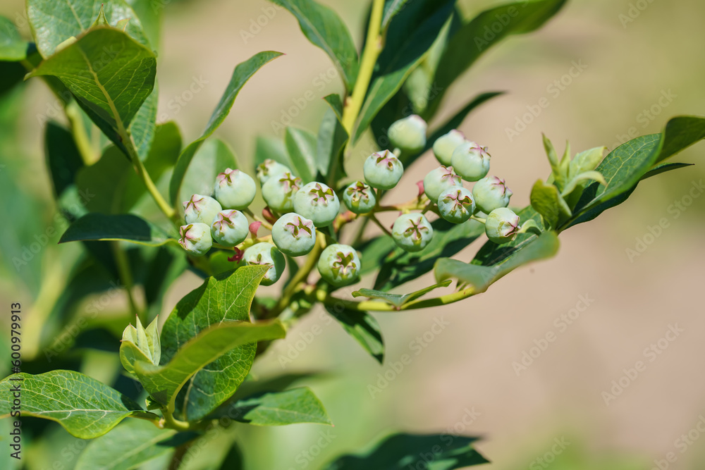 Obraz premium Sun shines to green unripe chokeberry or aronia berries growing on small bush in garden, close-up detail