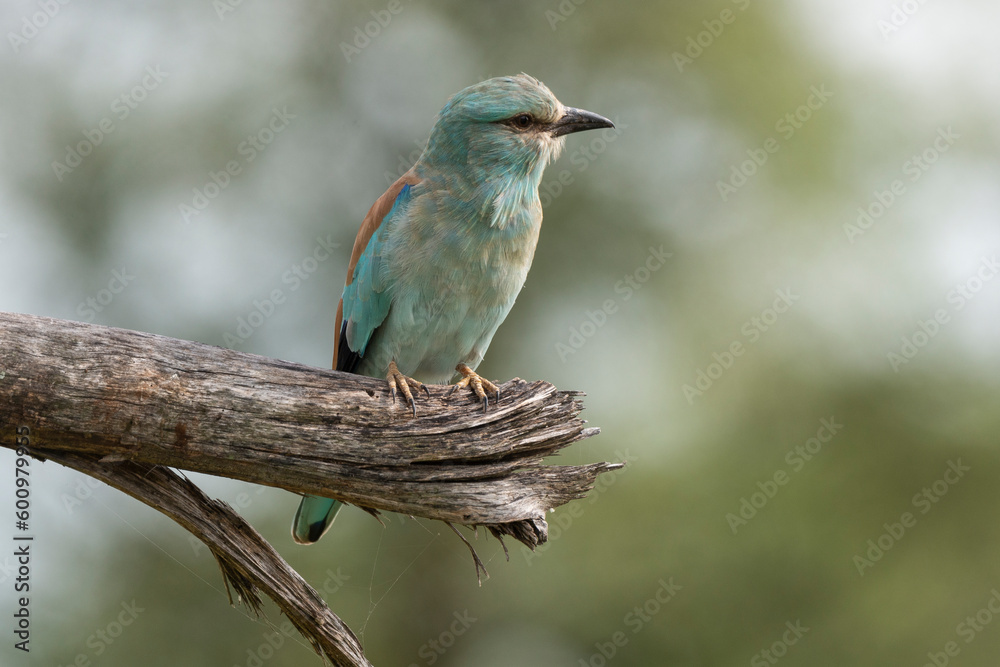 Obraz premium Rollier d'Europe,.Coracias garrulus, European Roller
