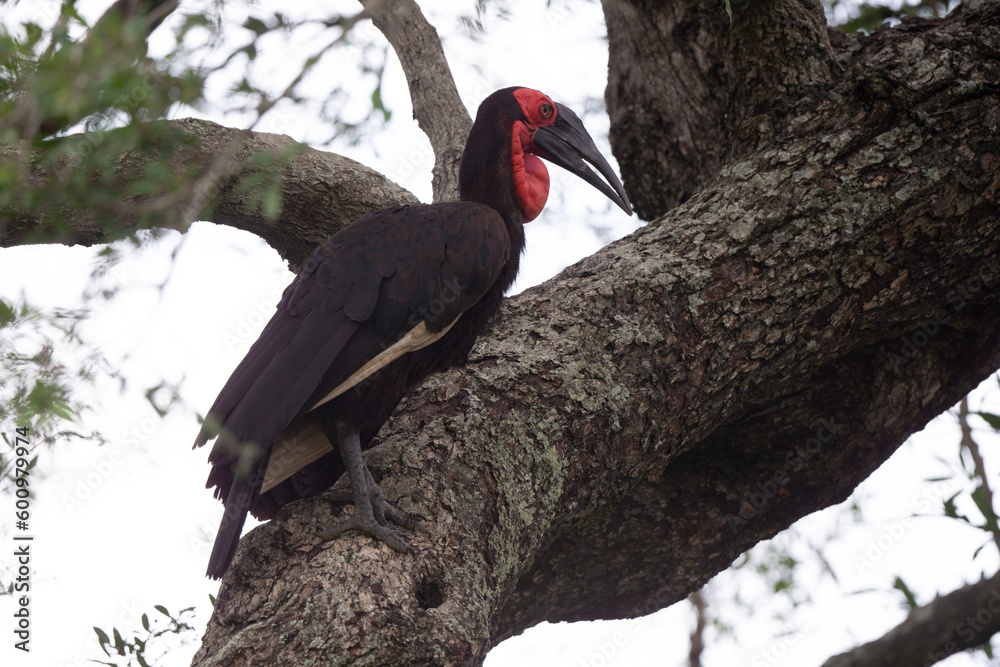 Obraz premium Bucorve du Sud, Grand calao terrestre, Nid, Bucorvus leadbeateri, Southern Ground Hornbill