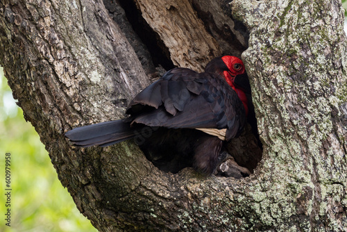 Bucorve du Sud, Grand calao terrestre, Nid, Bucorvus leadbeateri, Southern Ground Hornbill photo