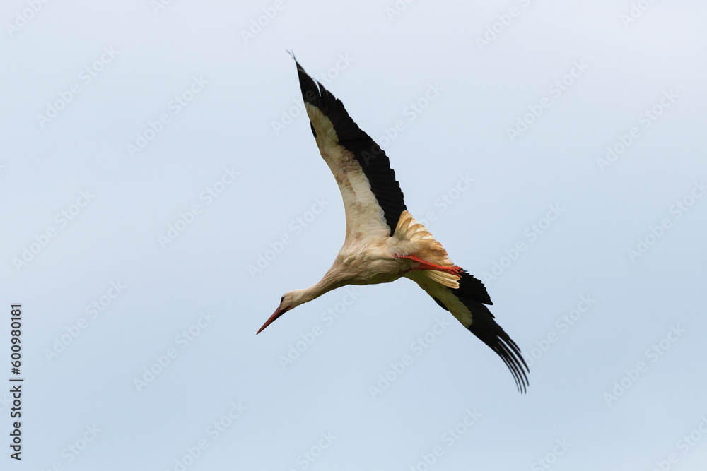 Fototapeta premium Cigogne blanche,. Ciconia ciconia, White Stork