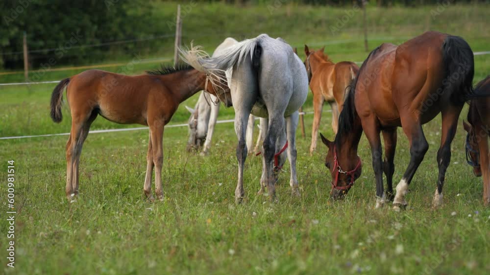 Brown and white Arabian horses grazing on green field, small foal near, blurred electric fence in background Brown and white Arabian horses grazing on green field, small foal near, blurred electric fence in background