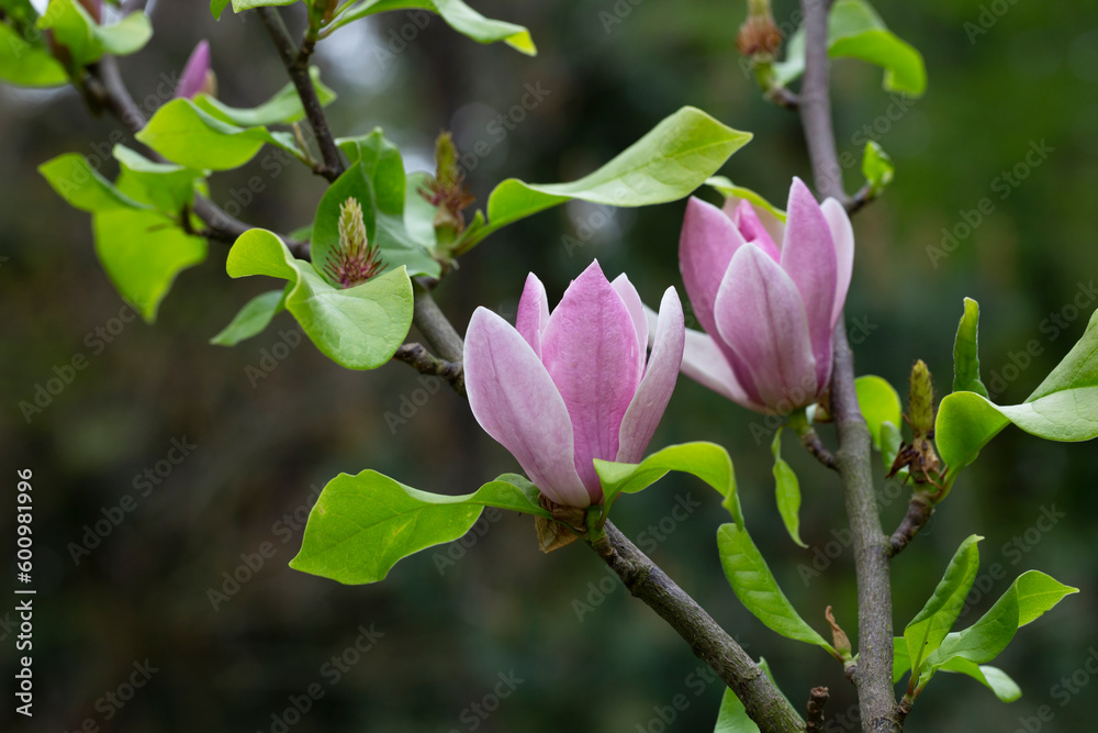 Fototapeta premium magnolia tree blossom in springtime. tender pink flowers bathing in sunlight. warm april weather.