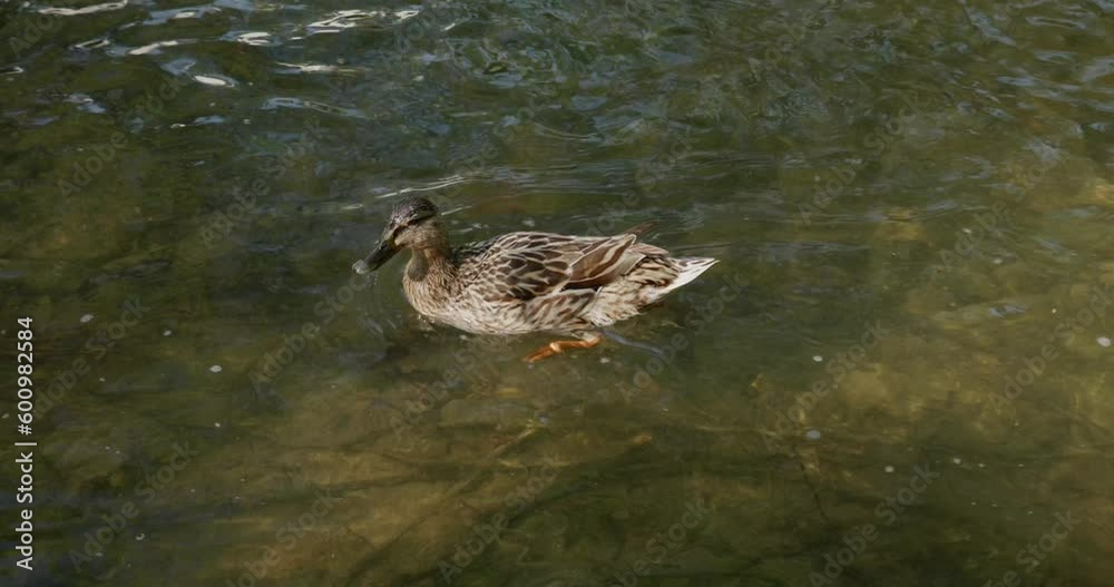 Mallard Dabbling Ducks On A Clear Pond In Forest. Close up Mallard Dabbling Ducks On A Clear Pond In Forest. Close up