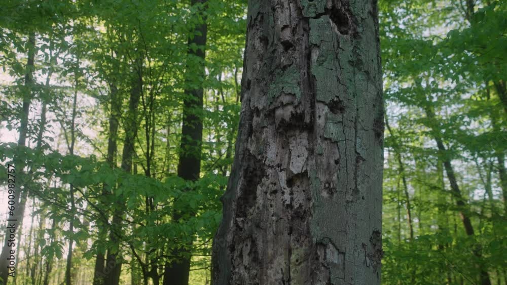 Dead tree devoured by bark beetles in lush forest. Infestation shows impact of pests, deforestation, climate change. Fragility of ecosystem highlighted. Urges conservation, sustainability. Dead tree devoured by bark beetles in lush forest. Infestation shows impact of pests, deforestation, climate change. Fragility of ecosystem highlighted. Urges conservation, sustainability.