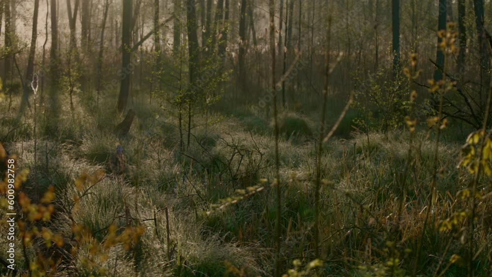 Mesmerizing green spring forest at sunrise with mist and lush foliage. Perfect for nature-oriented and climate change projects . Serene and ethereal charm. Mesmerizing green spring forest at sunrise with mist and lush foliage. Perfect for nature-oriented and climate change projects . Serene and ethereal charm.