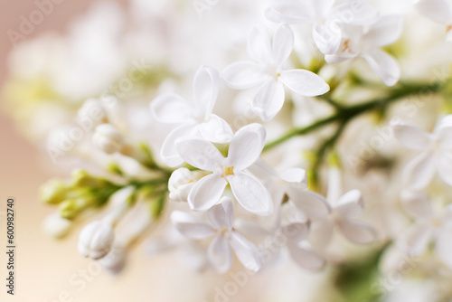 white lilac flower branch on a pastel beige background with copy space for your text